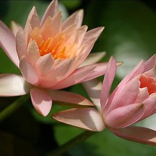 Схема вышивки «№82050»