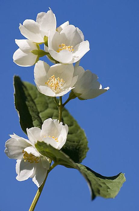 №82051 - жасмин, цветы - оригинал