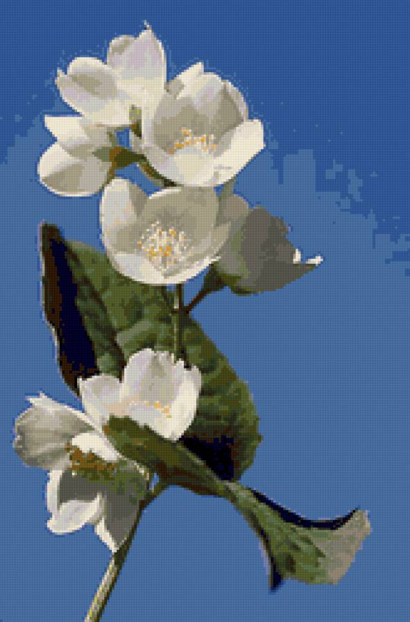 №82051 - цветы, жасмин - предпросмотр