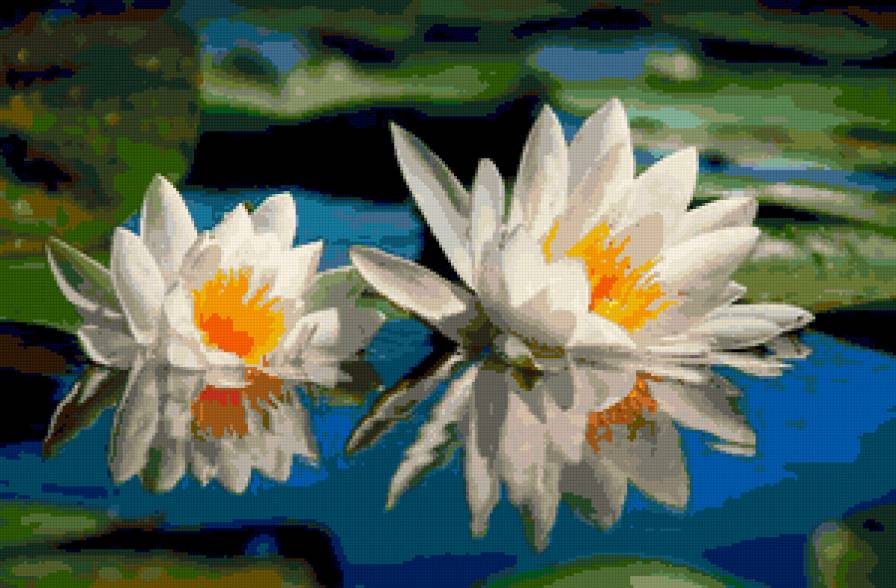 №82052 - озеро, лилии, цветы - предпросмотр