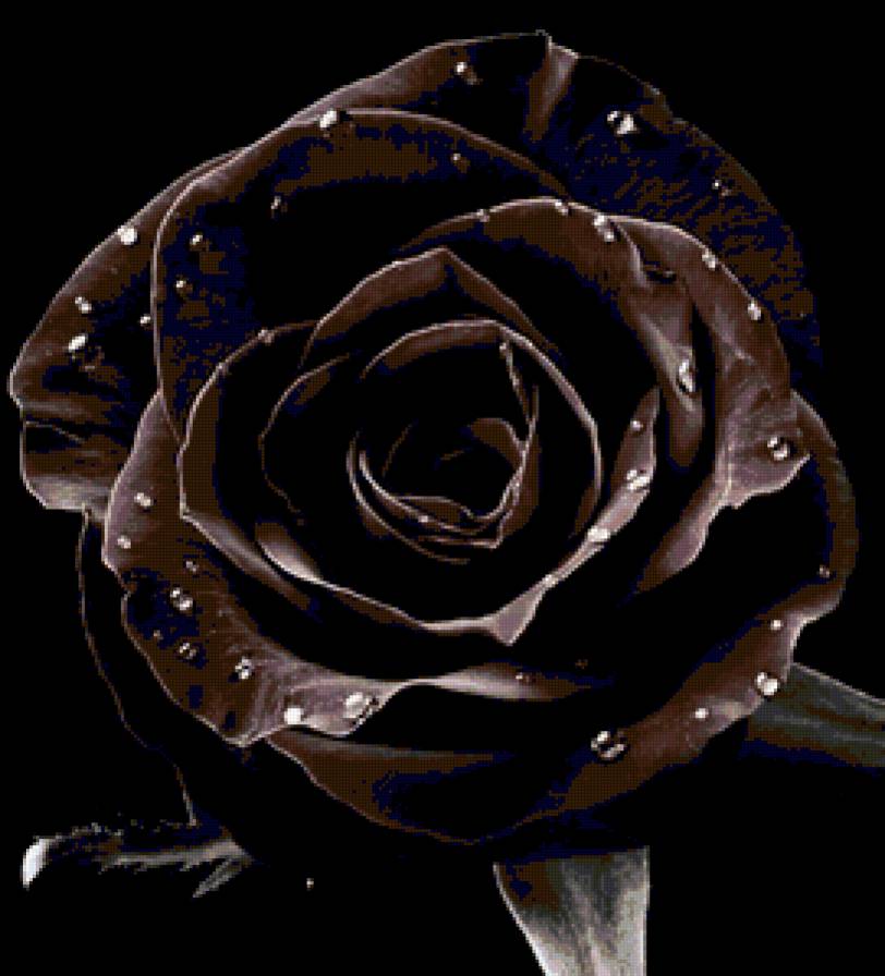 №82054 - цветок, подушка, роза, цветы, капли, розы, подушки - предпросмотр