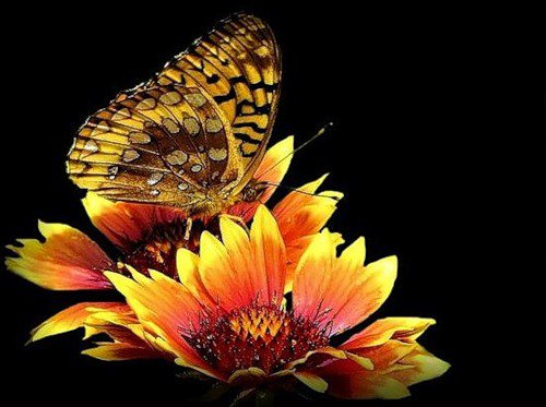 №82056 - на черном, цветы, насекомые, бабочка - оригинал