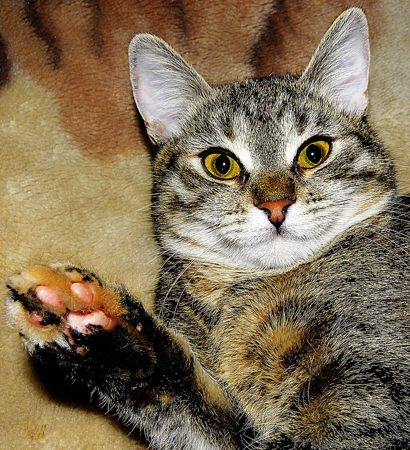 всем привет! - коты, кошки, портрет, животные - оригинал