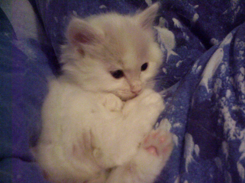 Моя маленькая кошка - котята - оригинал