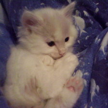 Схема вышивки «Моя маленькая кошка»