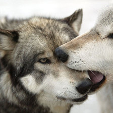 Влюбленные волки