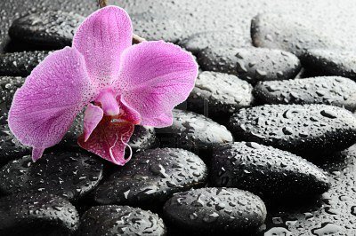 Орхидея на камнях - цветы - оригинал