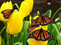 бабочки прелестницы - цветы, тюльпаны, бабочки - оригинал