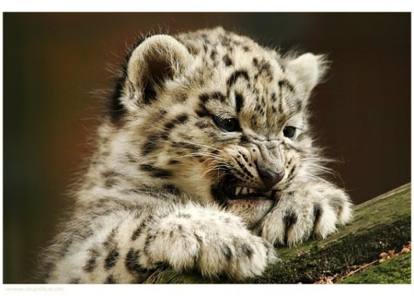 Тигренок - животные - оригинал