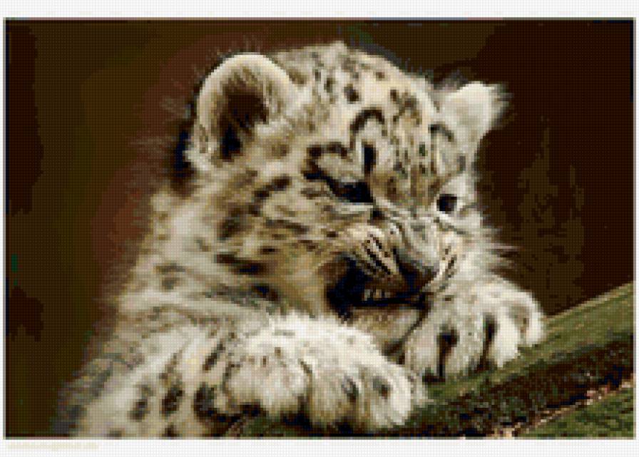 Тигренок - животные - предпросмотр