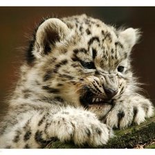 Схема вышивки «Тигренок»