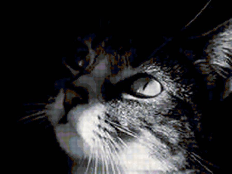 кошка - кошка - предпросмотр