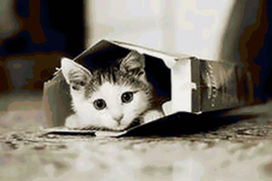 котенок - кот, кошка, котенок - предпросмотр