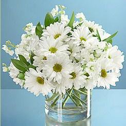 хризантемы - цветы - оригинал