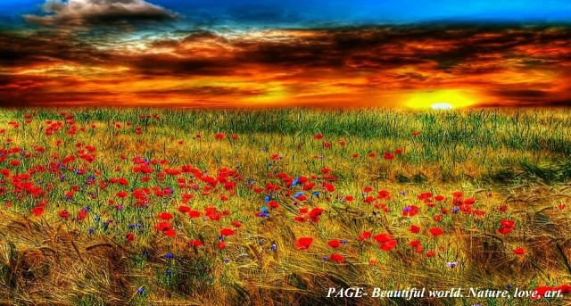 маковое поле - маки, природа - оригинал