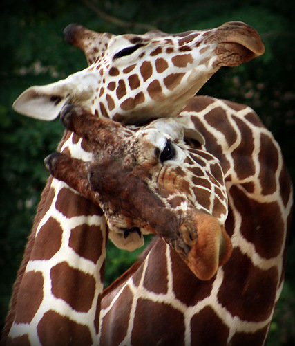 Жирафы - картины, животные - оригинал