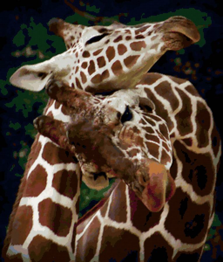 Жирафы - животные, картины - предпросмотр