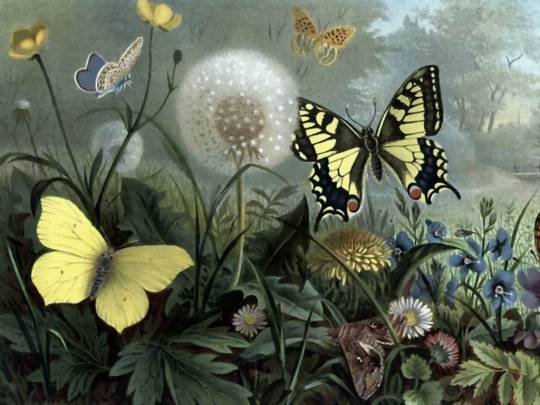 Одуванчики и бабочки - растения и насекомые - оригинал
