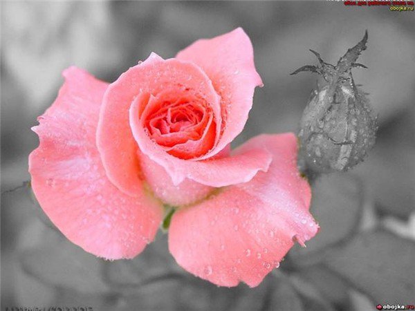 Роза на сером фоне - растения, цветы - оригинал
