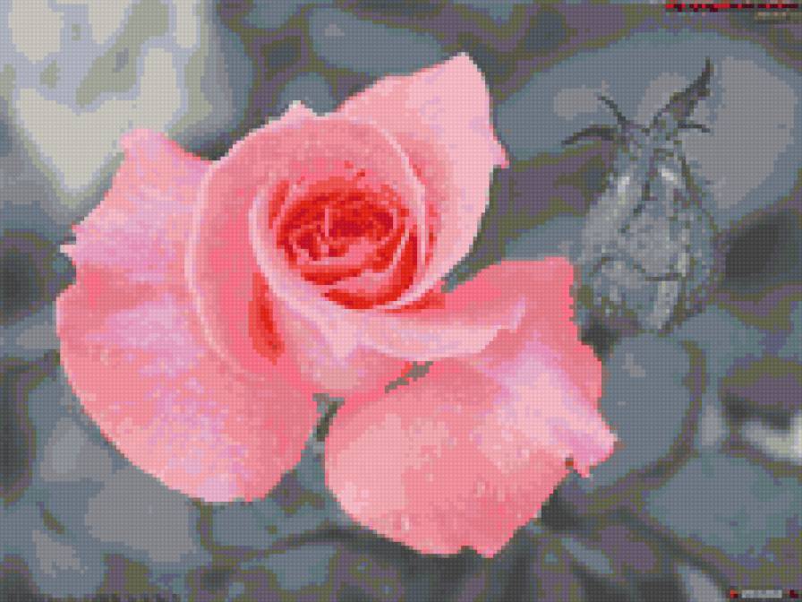 Роза на сером фоне - цветы, растения - предпросмотр