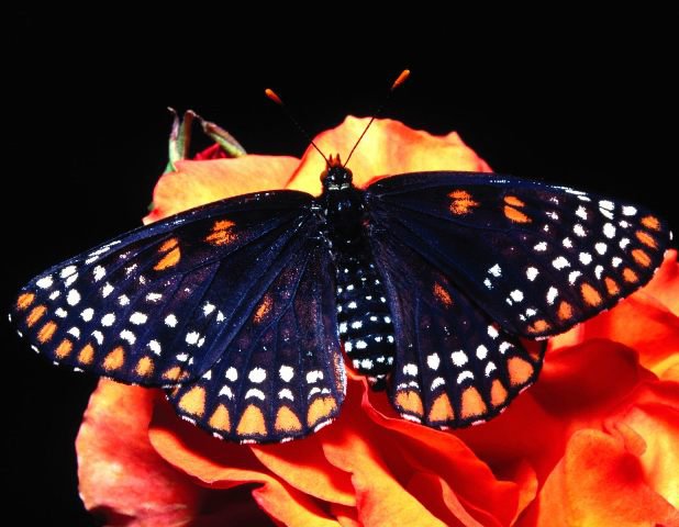 бабочка2 - оригинал