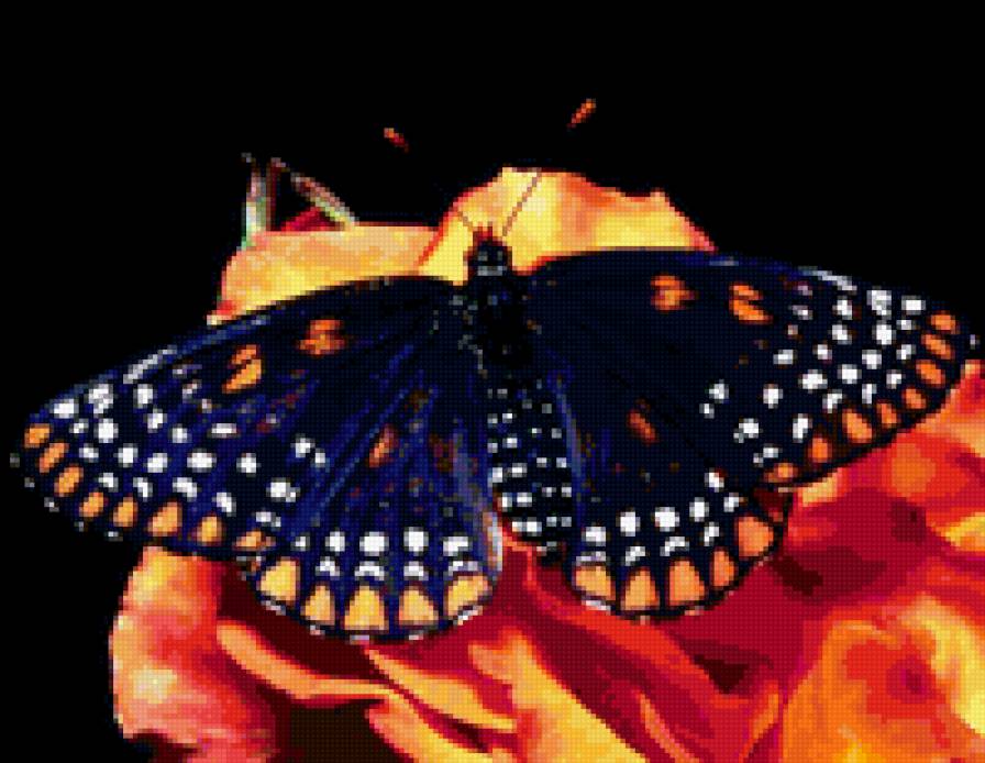 бабочка2 - предпросмотр