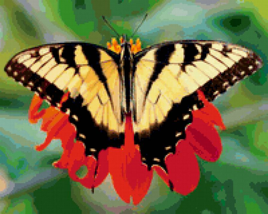 бабочка6 - предпросмотр
