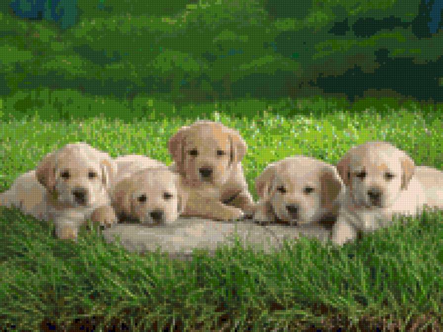 dogs - dog - предпросмотр