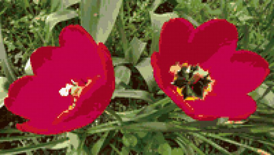 Тюльпаны - цветы, тюльпаны, природа - предпросмотр