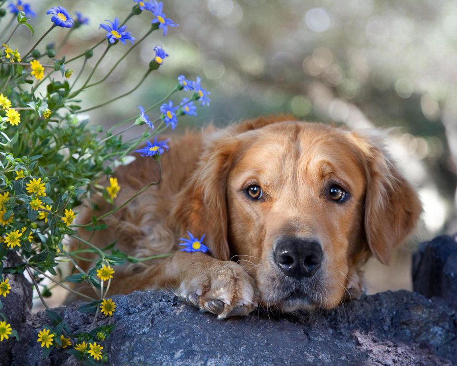 №82916 - оригинал