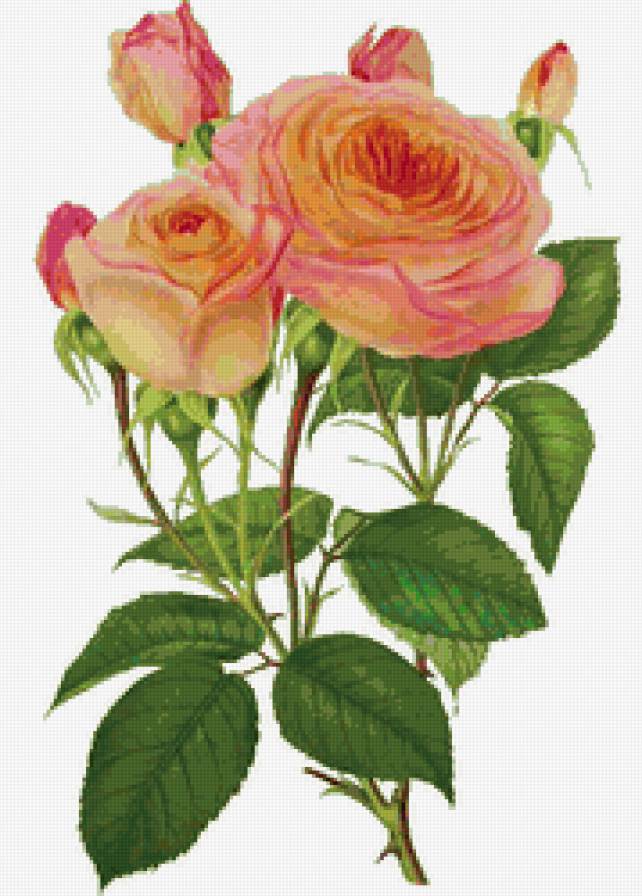 №83000 - розы, цветы - предпросмотр