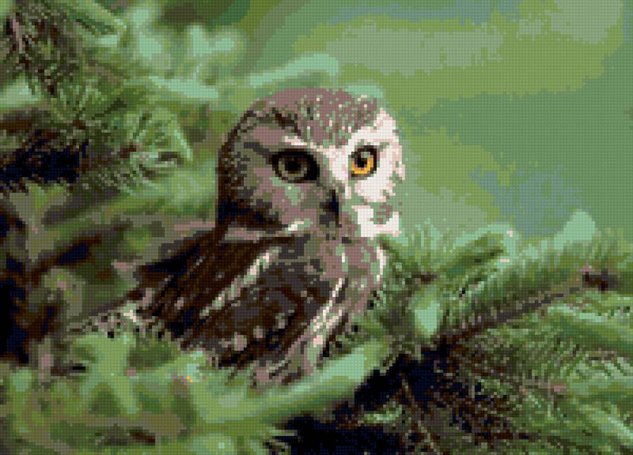 Совушка - совы, совушка, сова - предпросмотр