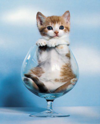 Счастье в бокале - коты - оригинал