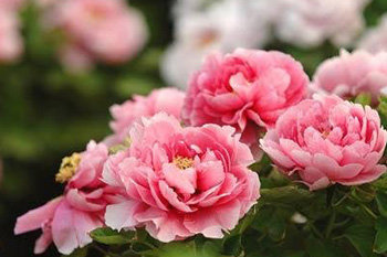 Пионы Ляояна - оригинал