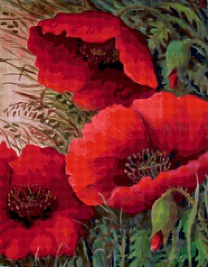 Маки - цветы - предпросмотр