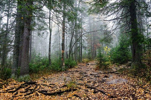 №83284 - оригинал