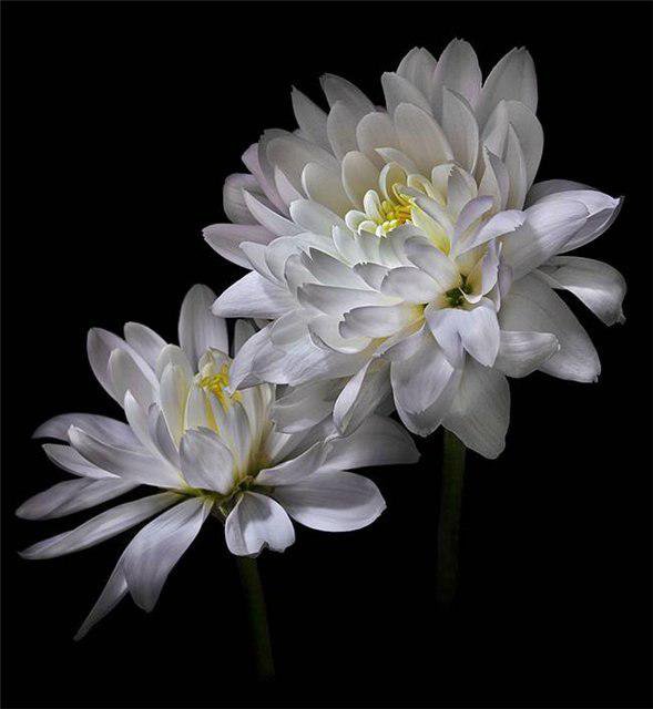 №83407 - цветы - оригинал