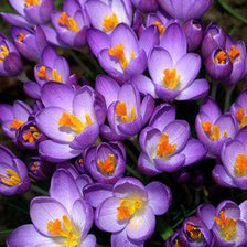 Схема вышивки «№83425»