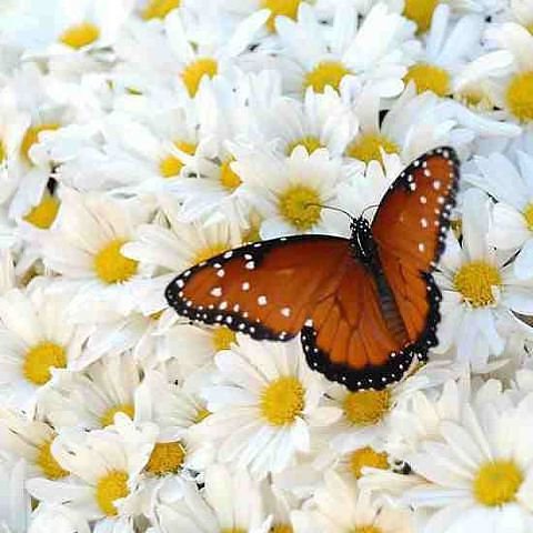 №83441 - оригинал