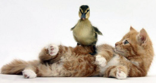 дружба - оригинал