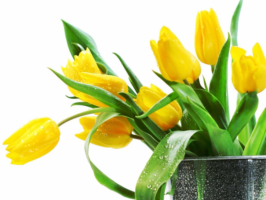 желтые тюльпаны - тюльпаны, цветы - оригинал
