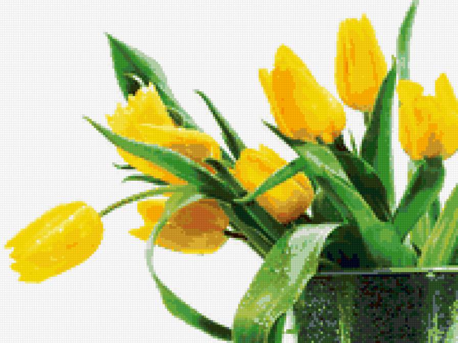 желтые тюльпаны - цветы, тюльпаны - предпросмотр