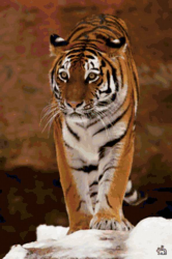 обход владений - тигры, животные - предпросмотр