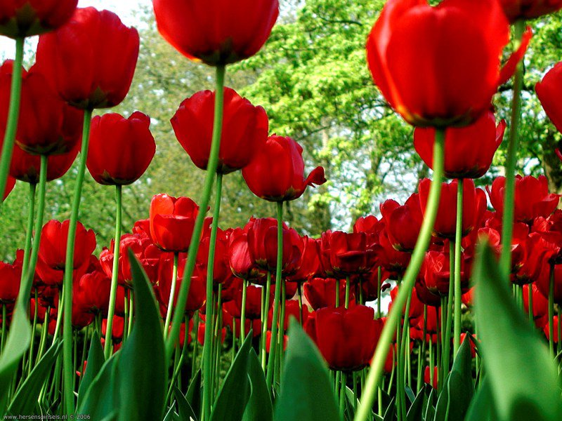 поле тюльпанов - цветы, тюльпаны, поле - оригинал