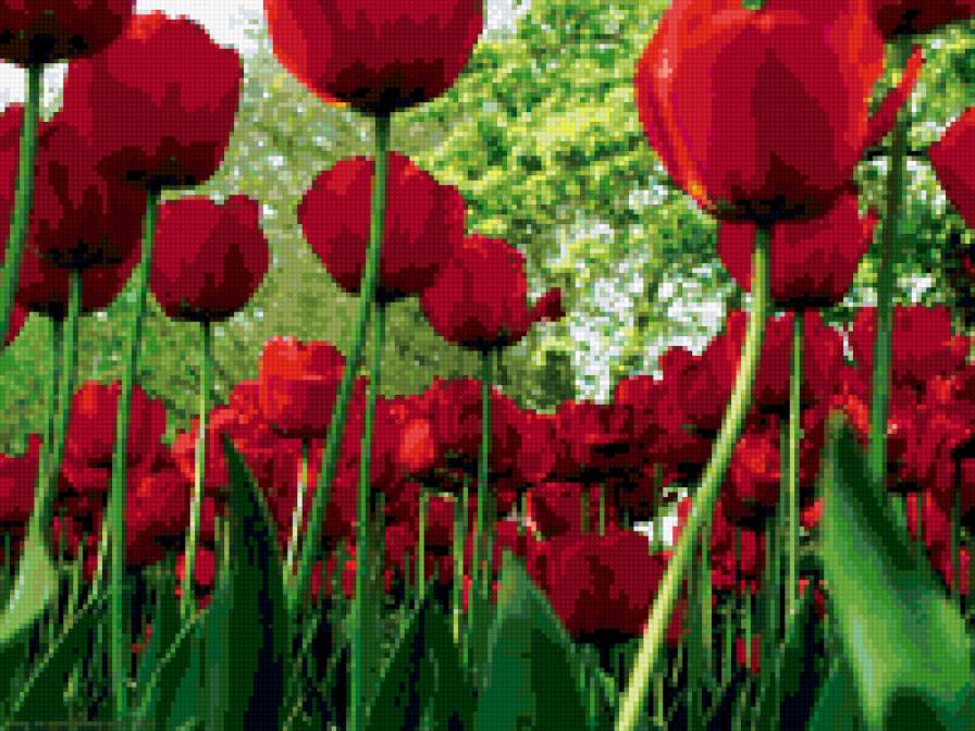 поле тюльпанов - цветы, тюльпаны, поле - предпросмотр