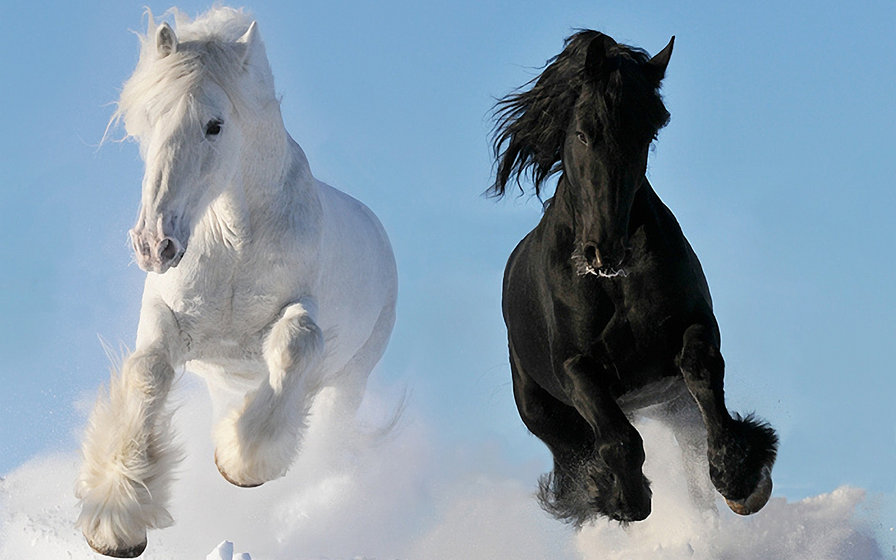 черное и белое - кони, животные - оригинал