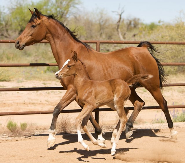 первая прогулка - животные, кони - оригинал