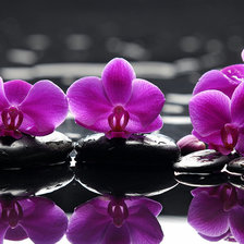 Схема вышивки «орхидеи»