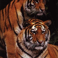 Оригинал схемы вышивки «тигры» (№84000)