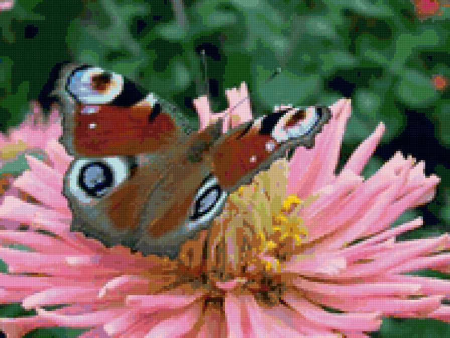 бабочка на хризантеме - бабочка, цветы - предпросмотр